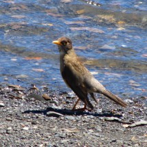 Watching Bird